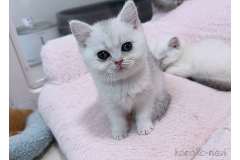 販売中の京都府のブリティッシュショートヘア-121059の4枚目