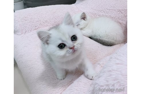 販売中の京都府のブリティッシュショートヘア-121059の3枚目