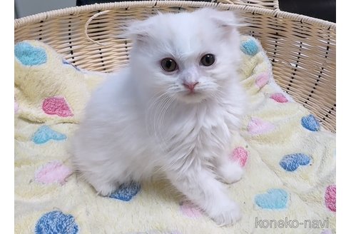 販売中の京都府のスコティッシュフォールド(折れ耳)-121060の5枚目