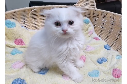 販売中の京都府のスコティッシュフォールド(折れ耳)-121060の6枚目