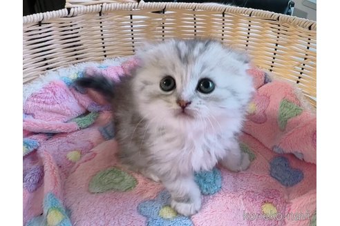 販売中の京都府のスコティッシュフォールド(折れ耳)-121061の3枚目