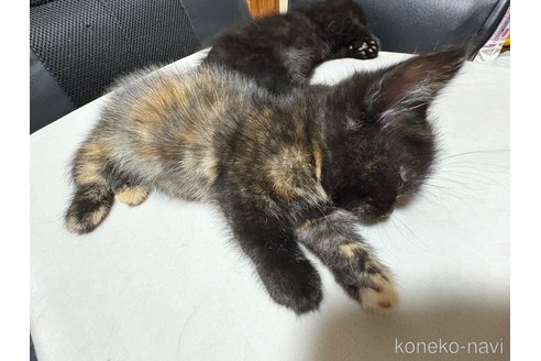 販売中の宮崎県のミックス-121062の4枚目