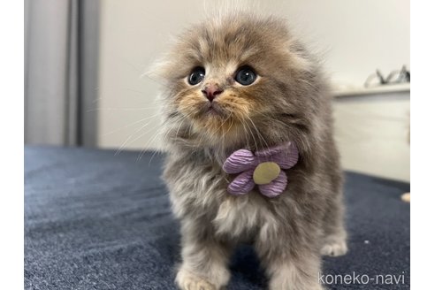 販売中の埼玉県のスコティッシュフォールド(折れ耳)-121063の4枚目