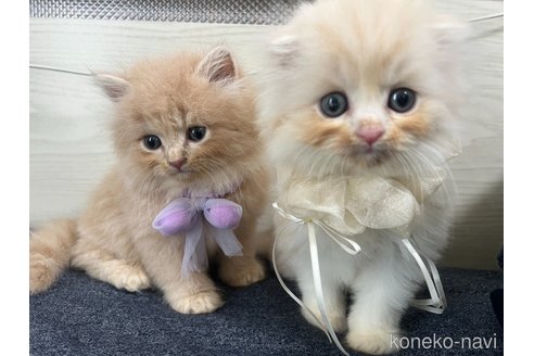 販売中の埼玉県のスコティッシュフォールド-121064の9枚目