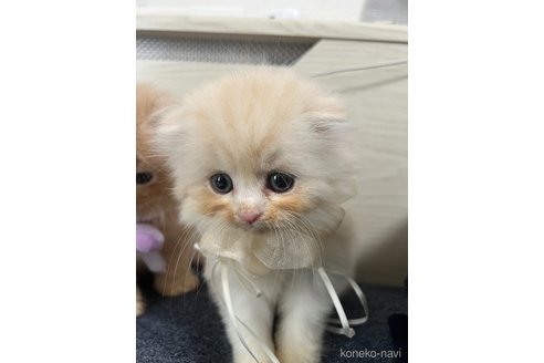 販売中の埼玉県のスコティッシュフォールド(折れ耳)-121065の2枚目