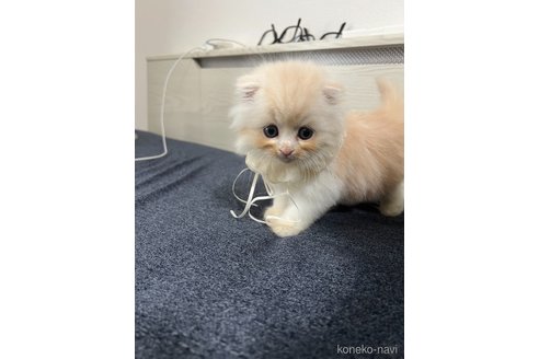販売中の埼玉県のスコティッシュフォールド(折れ耳)-121065の4枚目
