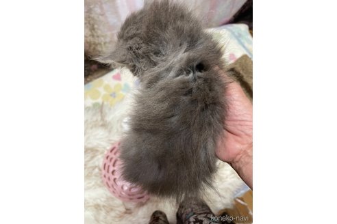 販売中の愛知県のスコティッシュフォールド-121074の3枚目