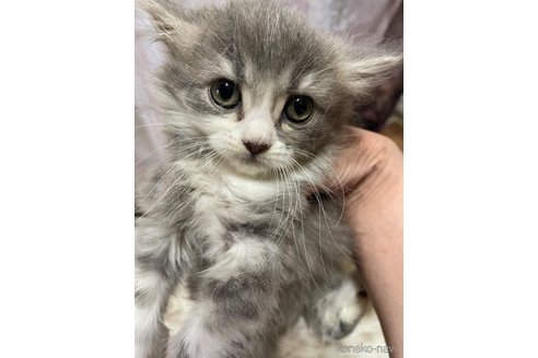 販売中の愛知県のスコティッシュフォールド-121074の1枚目