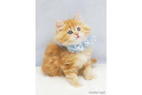 販売中の福岡県のサイベリアン-121078の7枚目