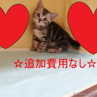 販売中の東京都のスコティッシュフォールド-121079の1枚目