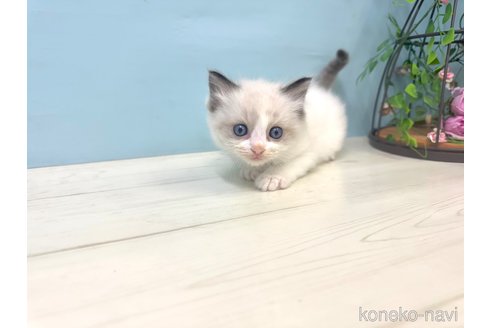 販売中の埼玉県のラグドール-120277の15枚目