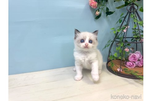 販売中の埼玉県のラグドール-120277の14枚目