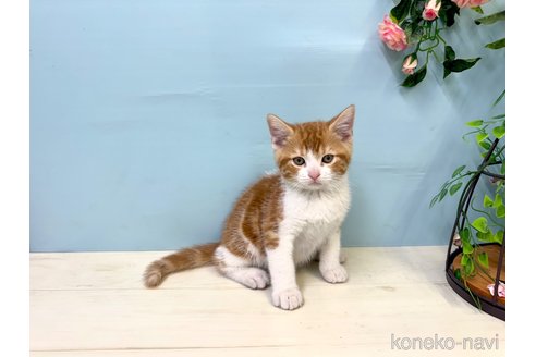 販売中の埼玉県のマンチカン-116406の5枚目