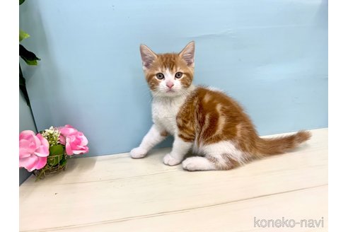 販売中の埼玉県のマンチカン-116406の4枚目