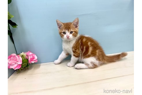 販売中の埼玉県のマンチカン-116406の3枚目