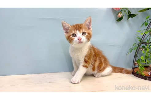販売中の埼玉県のマンチカン-116406の2枚目