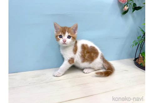 販売中の埼玉県のマンチカン-116413の5枚目