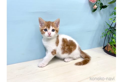 販売中の埼玉県のマンチカン-116413の1枚目