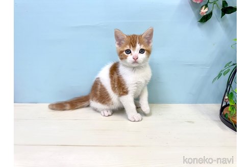 販売中の埼玉県のマンチカン-116413の4枚目