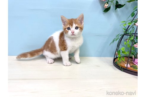 販売中の埼玉県のマンチカン-116413の3枚目
