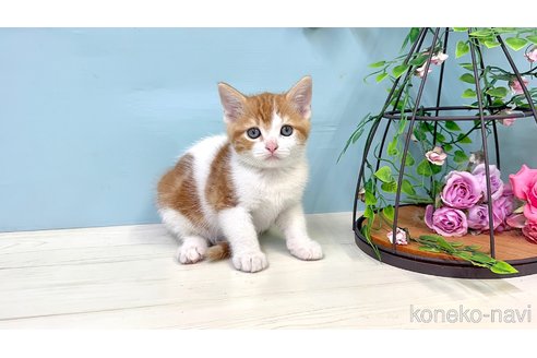 販売中の埼玉県のマンチカン-116413の2枚目