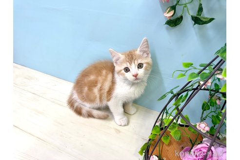 販売中の埼玉県のマンチカン-116407の5枚目