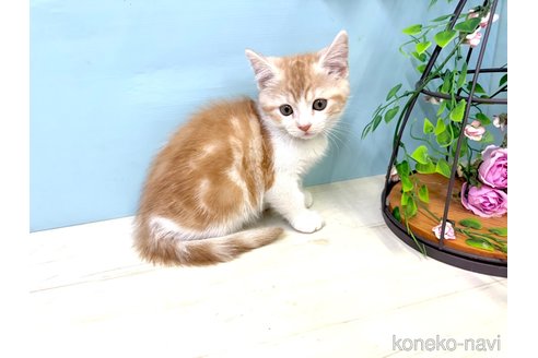 販売中の埼玉県のマンチカン-116407の4枚目