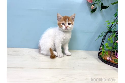 販売中の埼玉県のマンチカン-116409の5枚目