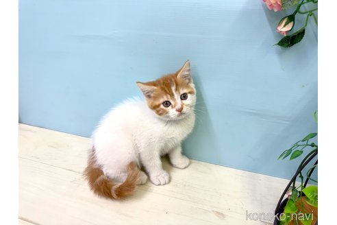 販売中の埼玉県のマンチカン-116409の3枚目