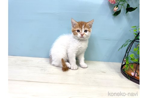 販売中の埼玉県のマンチカン-116409の2枚目