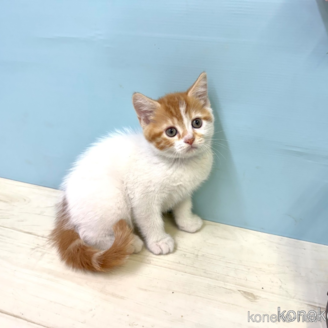販売中の埼玉県のマンチカン-116409
