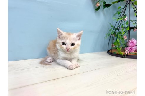 販売中の埼玉県のマンチカン-116412の5枚目