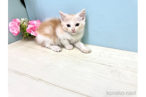 販売中の埼玉県のマンチカン-116412の4枚目