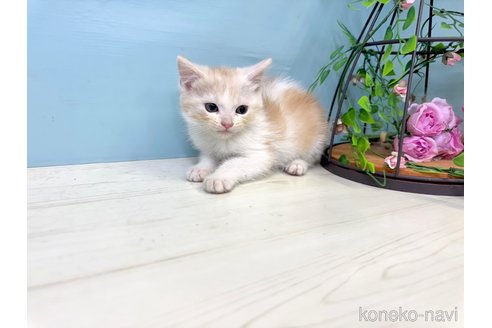 販売中の埼玉県のマンチカン-116412の2枚目