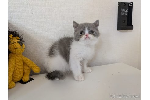 販売中の大阪府のミヌエット-115733の5枚目