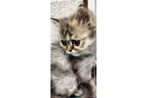 販売中の埼玉県のエキゾチックロングヘア-121082の5枚目