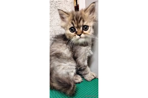 販売中の埼玉県のエキゾチックロングヘア-121082の4枚目