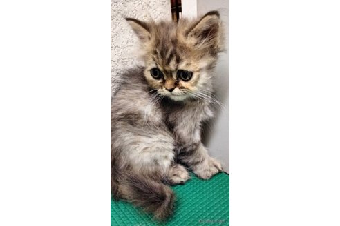 販売中の埼玉県のエキゾチックロングヘア-121082の3枚目