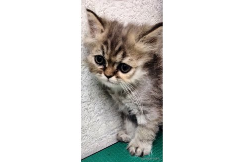 販売中の埼玉県のエキゾチックロングヘア-121082の2枚目