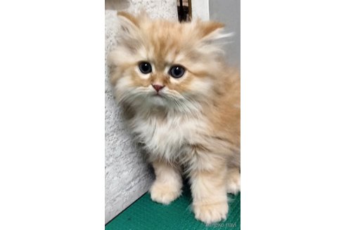 販売中の埼玉県のエキゾチックロングヘア-121083の3枚目
