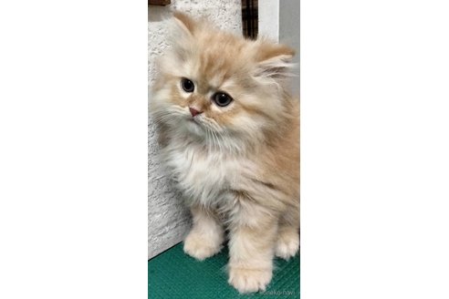 販売中の埼玉県のエキゾチックロングヘア-121083の4枚目