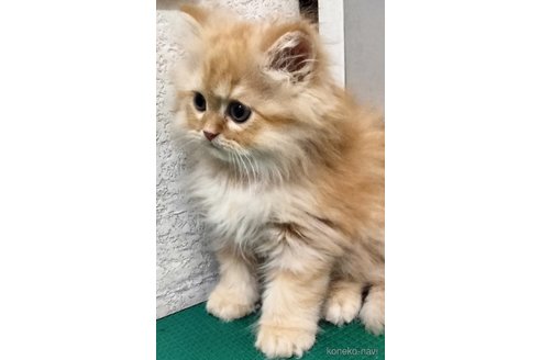 販売中の埼玉県のエキゾチックロングヘア-121083の5枚目