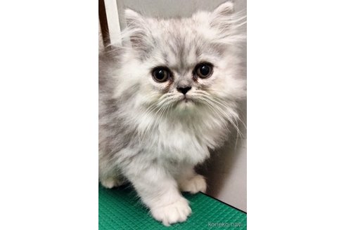 販売中の埼玉県のエキゾチックロングヘア-121084の6枚目