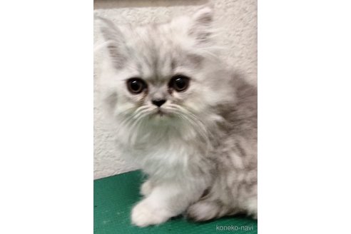 販売中の埼玉県のエキゾチックロングヘア-121084の4枚目