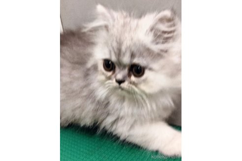 販売中の埼玉県のエキゾチックロングヘア-121084の3枚目