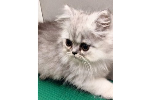 販売中の埼玉県のエキゾチックロングヘア-121084の2枚目