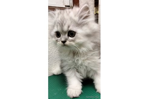 販売中の埼玉県のエキゾチックロングヘア-121085の2枚目