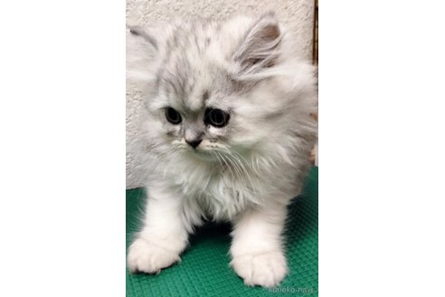 販売中の埼玉県のエキゾチックロングヘア-121085の3枚目