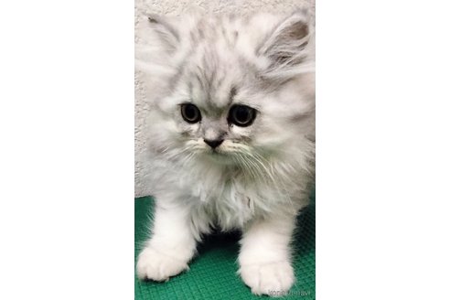 販売中の埼玉県のエキゾチックロングヘア-121085の4枚目