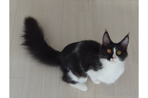 販売中の愛媛県のメインクーン-95363の2枚目